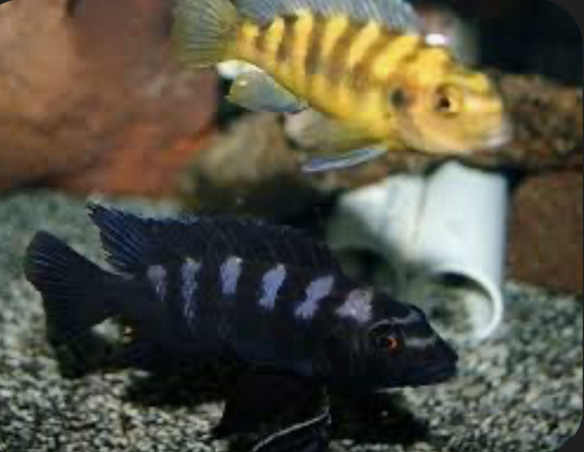 Bumble Bee Cichlid