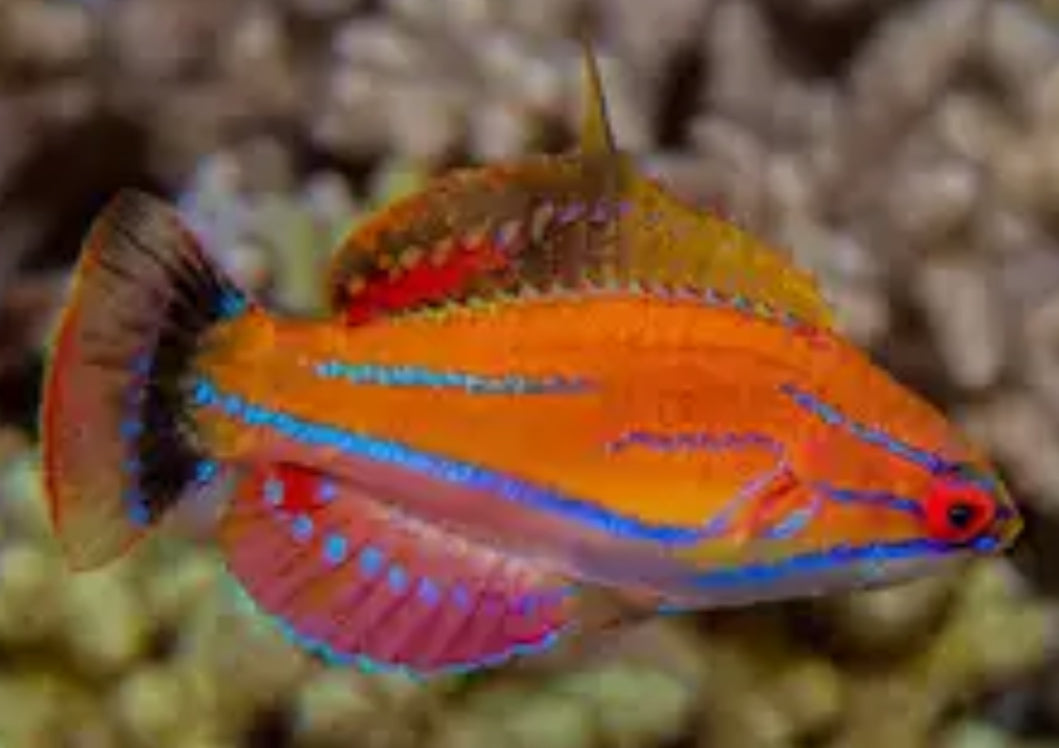 McCosker's Flasher Wrasse – DANBURY AQUARIUM