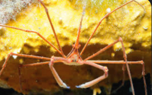 Arrow Crab Saltwater