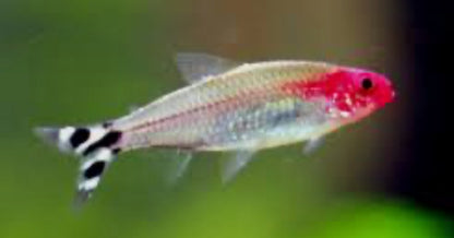 Rummynose Tetra Aquarium Bred and Raised Hemigrammus rhodostomus