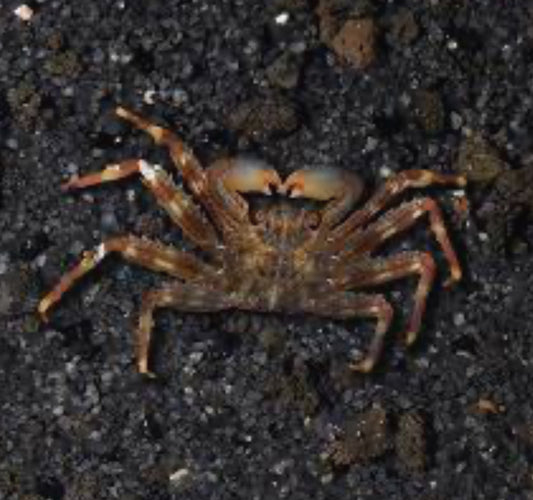 Sally Lightfoot Crab saltwater