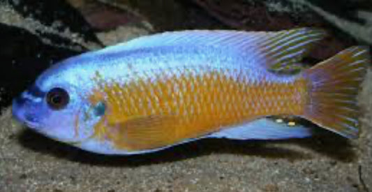 Labeotropheus fuelleborni cichlid 1”-2”