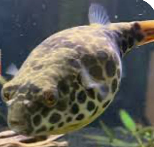 Spotted Congo Puffer Fish (Tetraodon Schoutedeni) 2"-3"