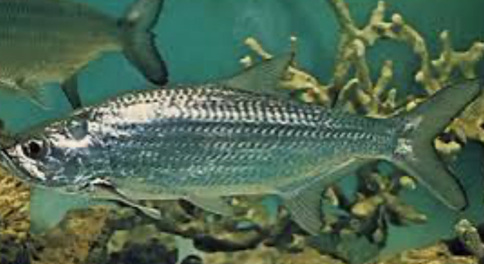 Atlantic Freshwater Tarpon (Megalops atlanticus) 4"-5"