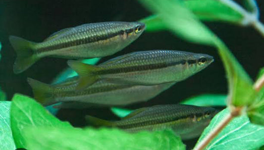 Black Banded Rainbowfish-mdl 2"+ (sold in pairs only 1M 1F)
