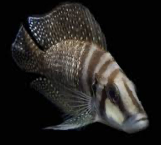 Altolamprologus calvus (Black Calvus)