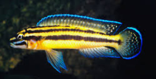 Julidochromis Regani Kipili