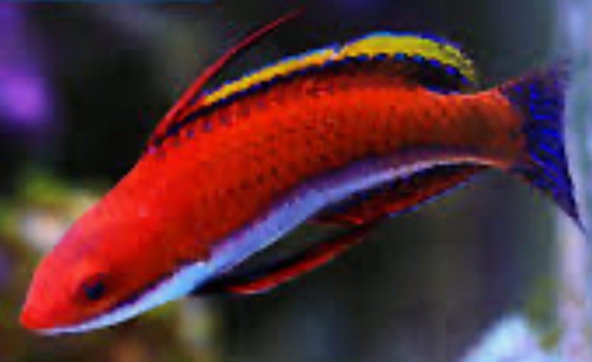 Longfin Fairy Wrasse