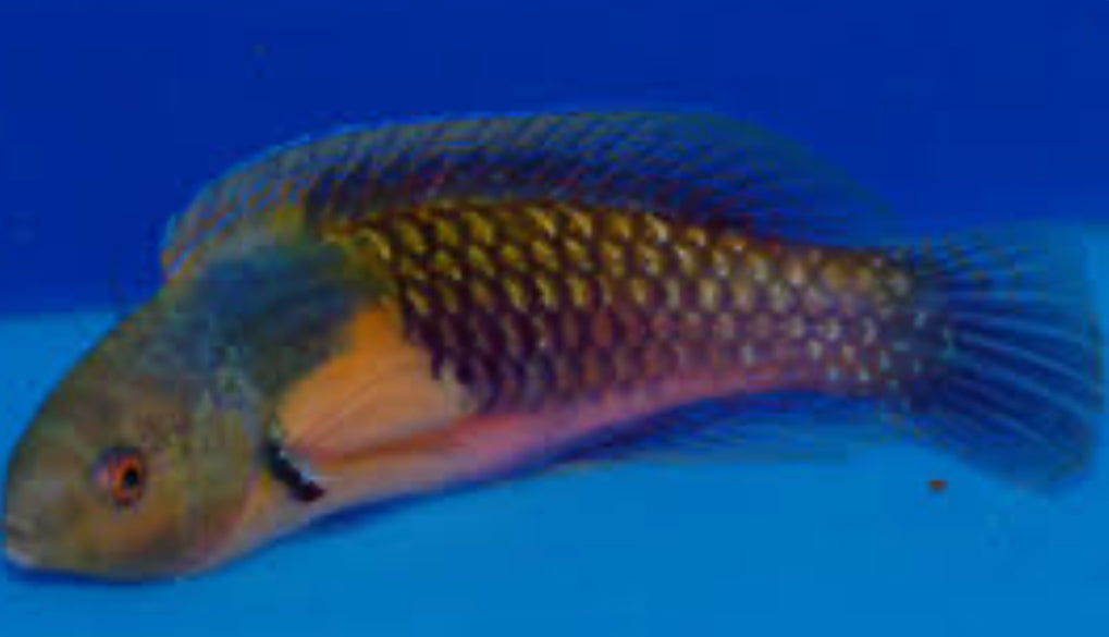 Yellow-Flanked Fairy Wrasse