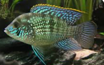 ACARA – BLUE ACARA CICHLID FISH