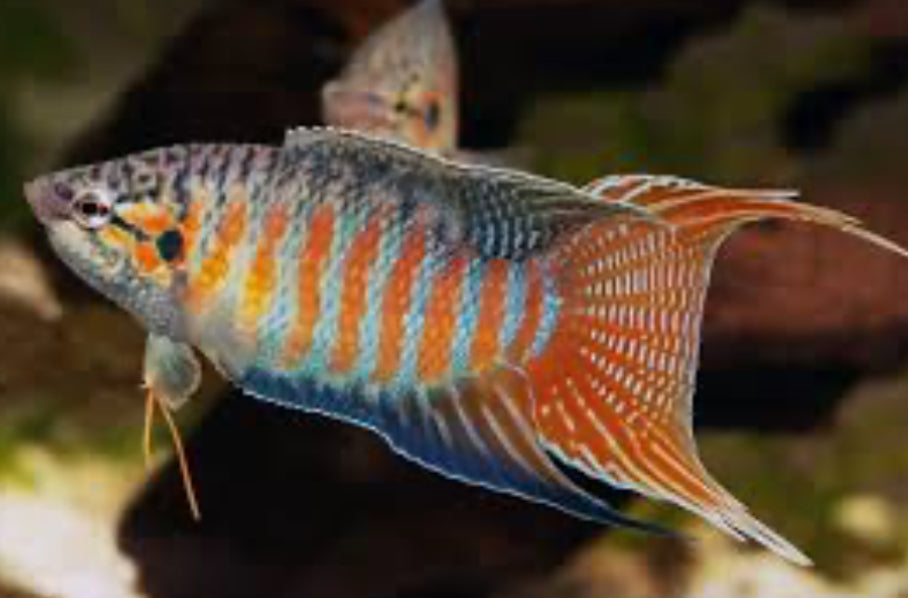 Blue Paradise Gourami