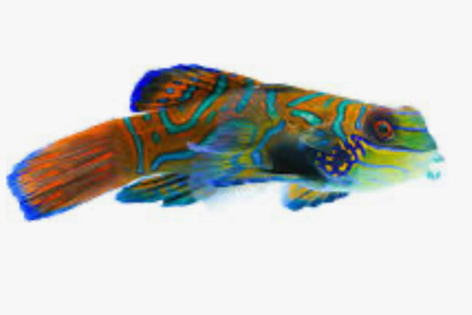 Green Mandarin Dragonet