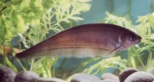 African Knifefish -Md/Lg