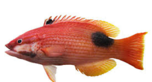 Saddleback HogFish-MDL