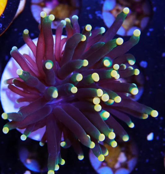 Yellow Tip Torch Coral-ML