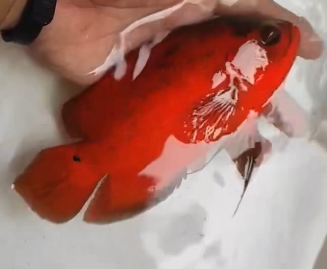 Super Fire Red Oscar (Astronotus ocellatus) 5” —Coming soon—