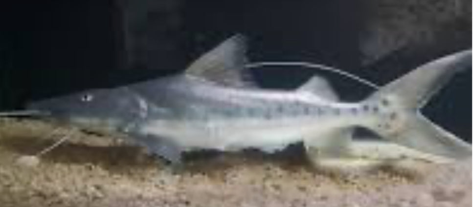 True Piraiba Catfish (Brachyplatystoma Filamentosum) 3"