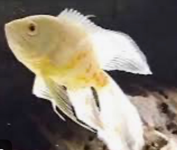 Long Fin Albino Tiger Oscar