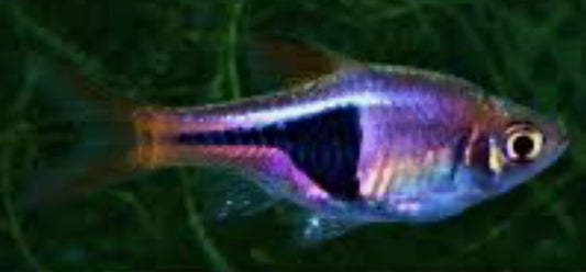 Purple Harlequin Rasbora (Trigonostigma heteromorpha)