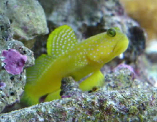 Yellow Watchman Goby-MDL