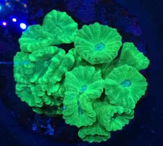 Neon Green Candy Cane Coral-LG