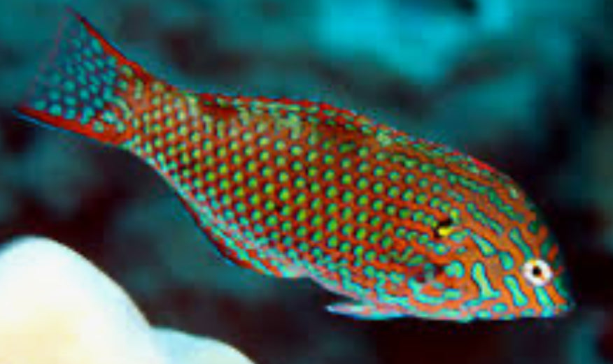 Leopard Wrasse