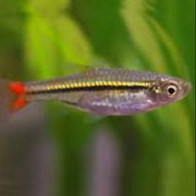 Brilliant Rasbora