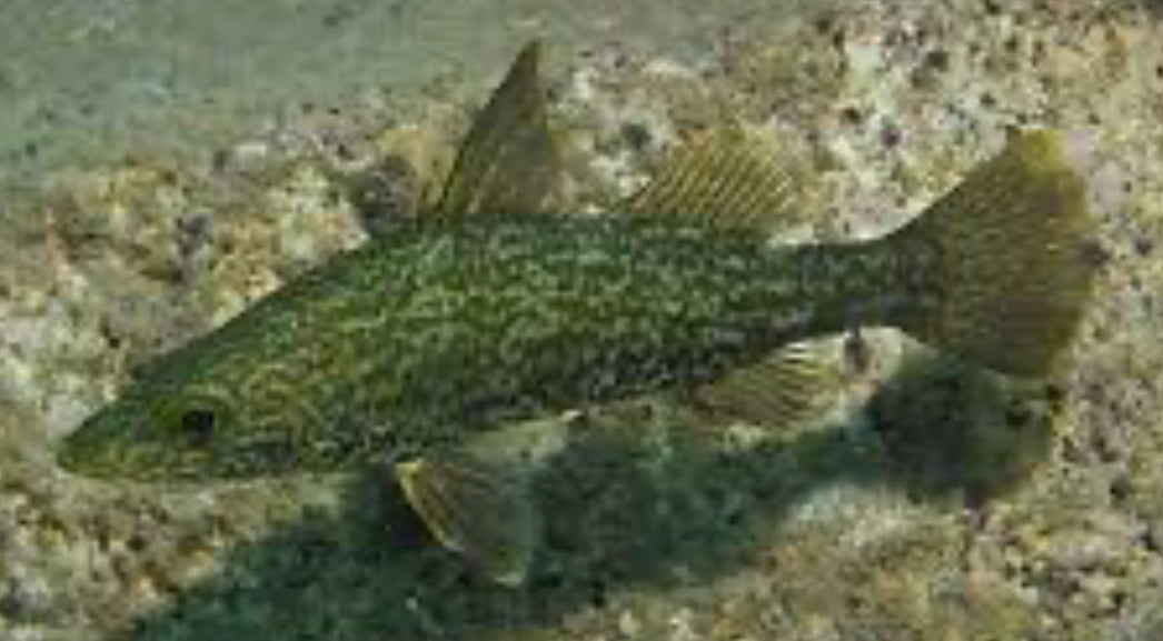 Bigeye Tanganyika Perch (Lates mariae) 5"+