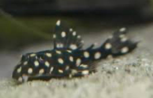 L471 Mini Big Spot Snowball Pleco (Hypancistrus Contradens Sp)