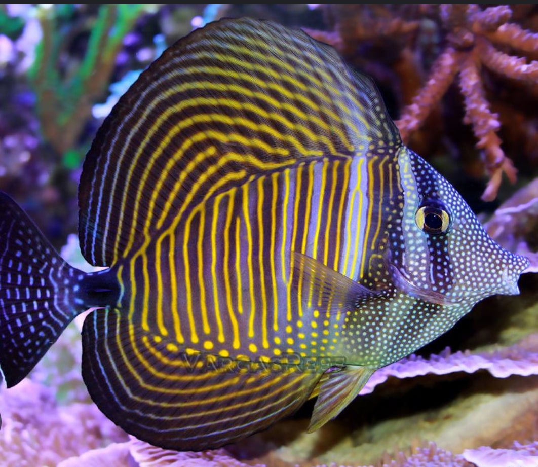 Desjardini Sailfin Tang