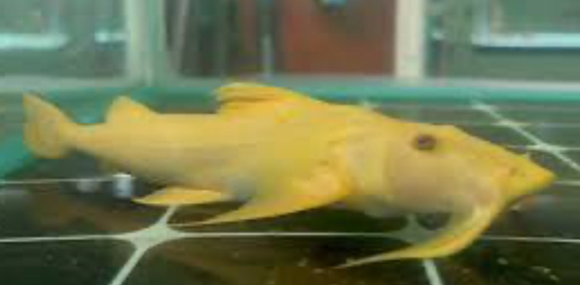 Golden Goonch Catfish (Bagarius Yarrelli) 14 – DANBURY AQUARIUM