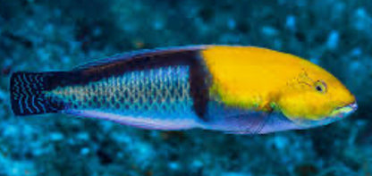 YELLOWHEAD WRASSE OR NEON WRASSE