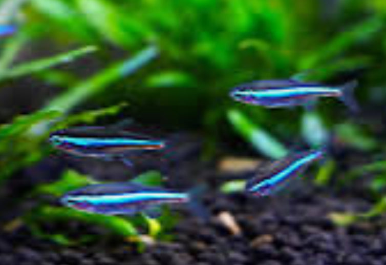 Wild Green Neon Tetra