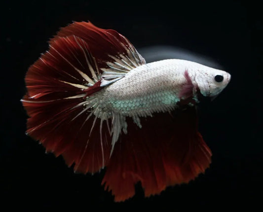 Red Dragon Male Betta