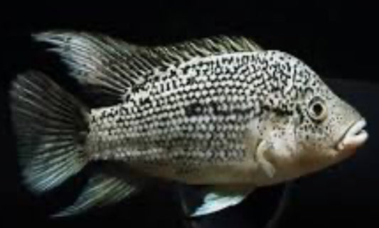 Haitian Cichlid (Nandopsis Haitiensis) 1"+