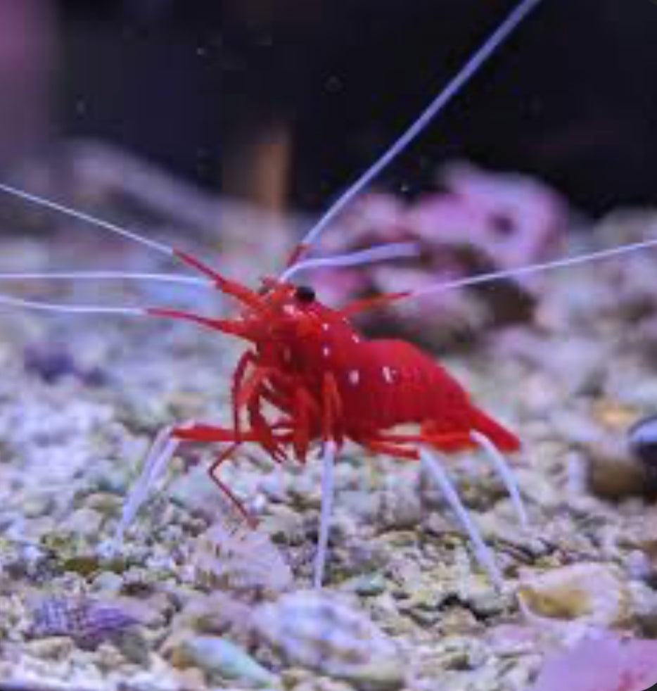 Saltwater Fire Shrimp