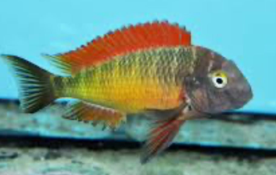 Tropheus Moorii Linangu "Yellow Rainbow" 4"+