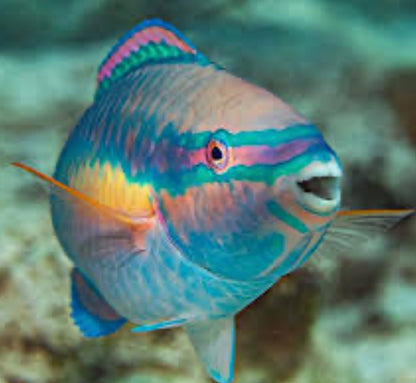 Princess Parrotfish (Scarus taeniopterus)