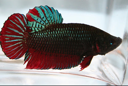 PITBULL MALE BETTA