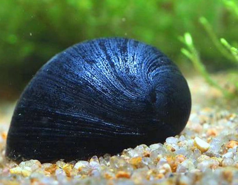 Military Helmet Snail