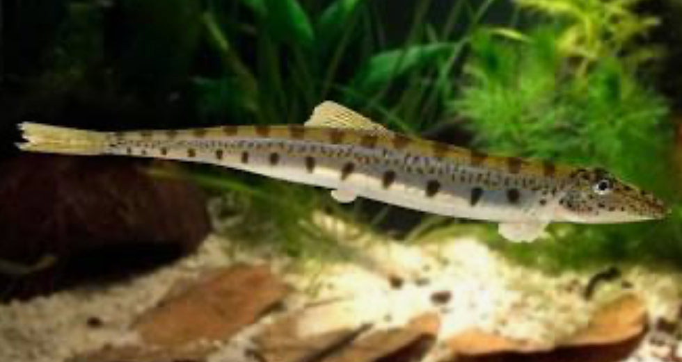 Horseface Loach