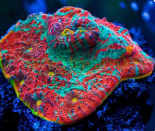 NEON BICOLOR CHALICE CORAL-MDL