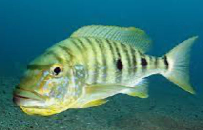 Emperor Cichlid (Boulengerochromis microlepis)