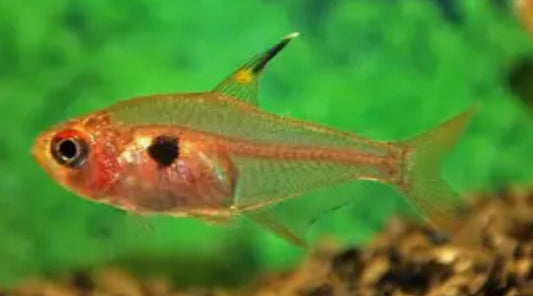 Red Phantom Tetra