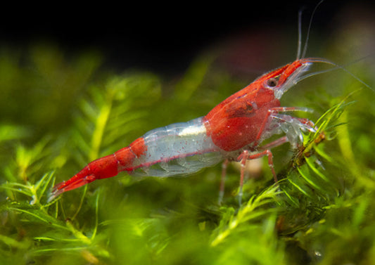 RED Rili Shrimp