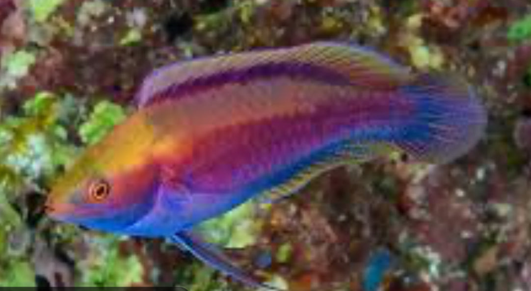 Beau's Fairy Wrasse : Male (RARE)