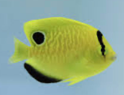 Goldflake Angelfish (Apolemichthys xanthopunctatus)