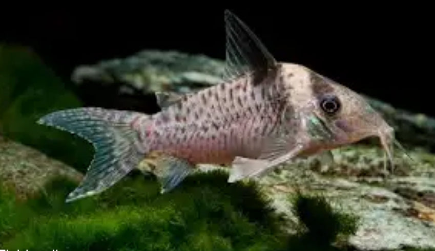 Corydora Delphax