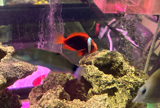 Tomato Clownfish 2.5"+