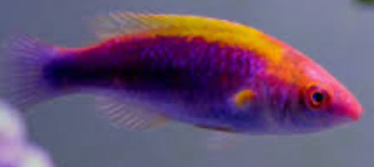 Tricolor-Multicolor Lubbock's Fairy Wrasse